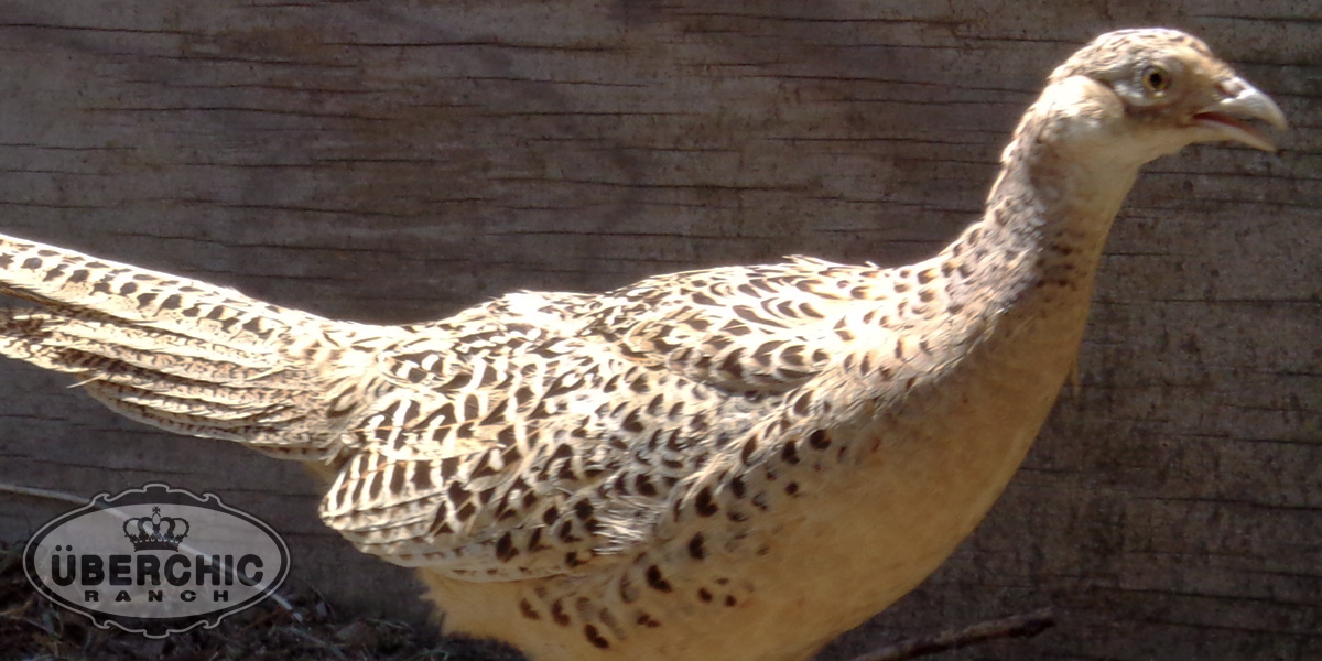 Zarundy's Pheasant female